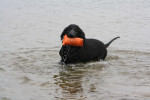 Lexy bijna 14 weken apport uit water 20-09-2011
